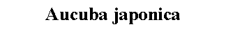 Text Box: Aucuba japonica 