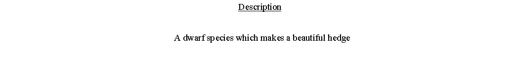 Text Box: Description  A dwarf species which makes a beautiful hedge 