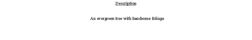 Text Box: Description  An evergreen tree with handsome foliage 