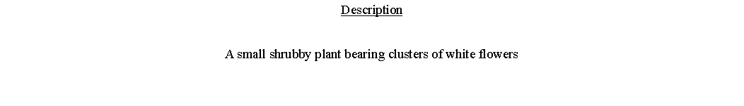 Text Box: DescriptionA small shrubby plant bearing clusters of white flowers 