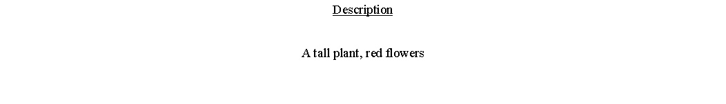 Text Box: DescriptionA tall plant, red flowers 
