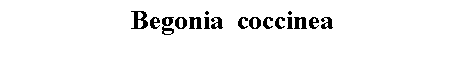 Text Box: Begonia  coccinea 
