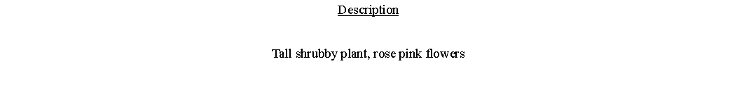 Text Box: DescriptionTall shrubby plant, rose pink flowers 