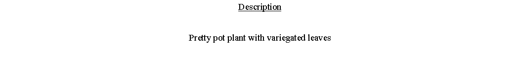 Text Box: DescriptionPretty pot plant with variegated leaves 