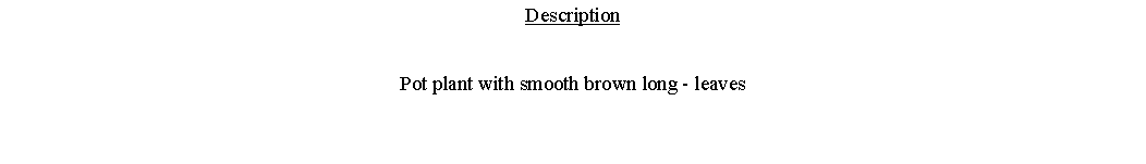 Text Box: DescriptionPot plant with smooth brown long - leaves 