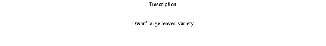 Text Box: DescriptionDwarf large leaved variety 