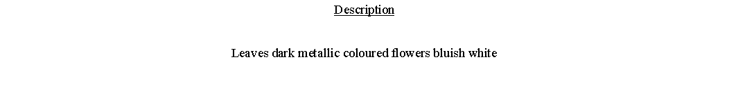 Text Box: DescriptionLeaves dark metallic coloured flowers bluish white 