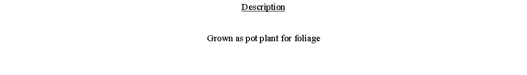 Text Box: DescriptionGrown as pot plant for foliage 