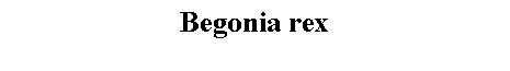 Text Box: Begonia rex 
