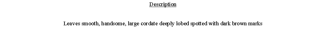 Text Box: DescriptionLeaves smooth, handsome, large cordate deeply lobed spotted with dark brown marks 