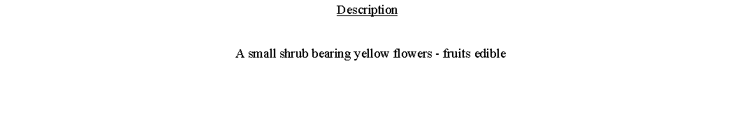 Text Box: Description  A small shrub bearing yellow flowers - fruits edible 