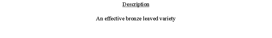 Text Box: DescriptionAn effective bronze leaved variety 