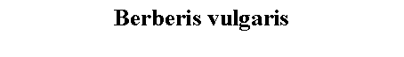 Text Box: Berberis vulgaris 