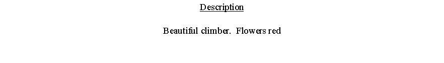 Text Box: DescriptionBeautiful climber.  Flowers red 