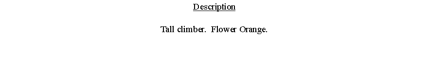 Text Box: DescriptionTall climber.  Flower Orange. 
