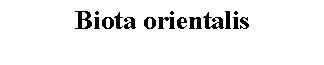 Text Box: Biota orientalis 