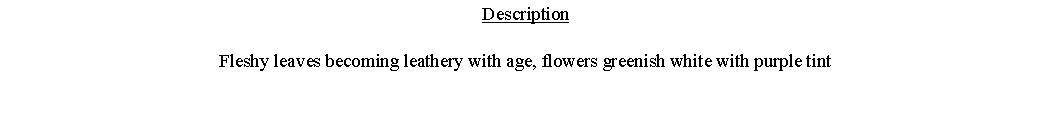 Text Box: DescriptionFleshy leaves becoming leathery with age, flowers greenish white with purple tint 