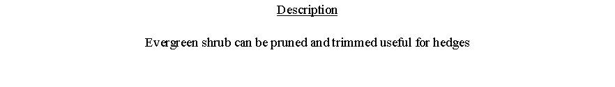 Text Box: DescriptionEvergreen shrub can be pruned and trimmed useful for hedges 