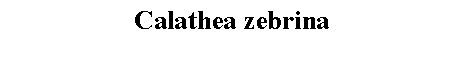 Text Box: Calathea zebrina 
