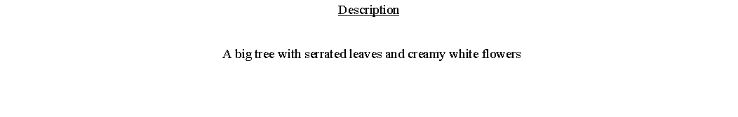 Text Box: Description  A big tree with serrated leaves and creamy white flowers 