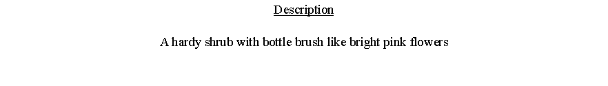 Text Box: DescriptionA hardy shrub with bottle brush like bright pink flowers 