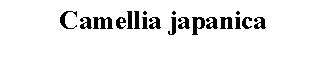 Text Box: Camellia japanica 