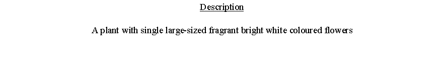 Text Box: DescriptionA plant with single large-sized fragrant bright white coloured flowers 
