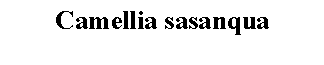 Text Box: Camellia sasanqua 
