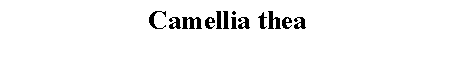 Text Box: Camellia thea 