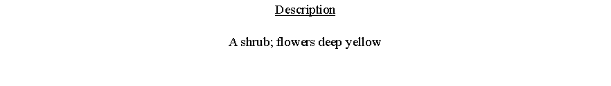 Text Box: DescriptionA shrub; flowers deep yellow 