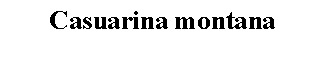 Text Box: Casuarina montana 