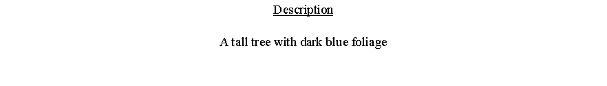 Text Box: DescriptionA tall tree with dark blue foliage 