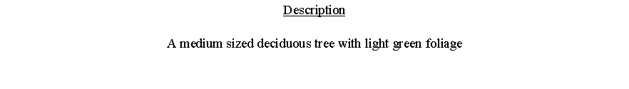 Text Box: DescriptionA medium sized deciduous tree with light green foliage 
