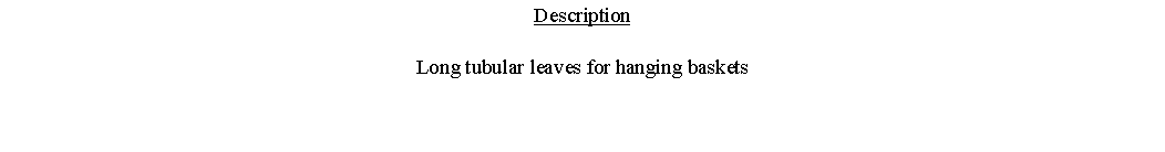 Text Box: DescriptionLong tubular leaves for hanging baskets 