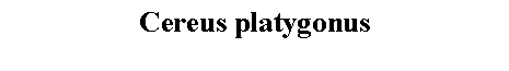 Text Box: Cereus platygonus 