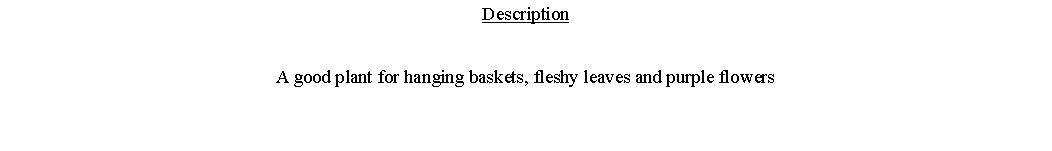 Text Box: DescriptionA good plant for hanging baskets, fleshy leaves and purple flowers 