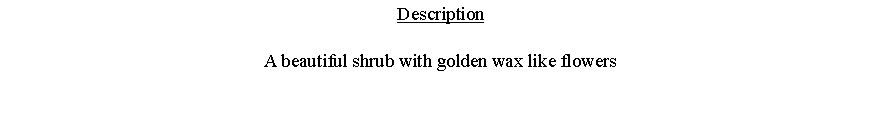 Text Box: DescriptionA beautiful shrub with golden wax like flowers 
