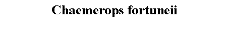 Text Box: Chaemerops fortuneii 