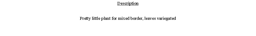 Text Box: DescriptionPretty little plant for mixed border, leaves variegated 