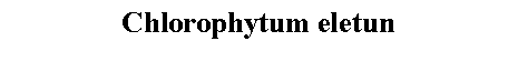 Text Box: Chlorophytum eletun 