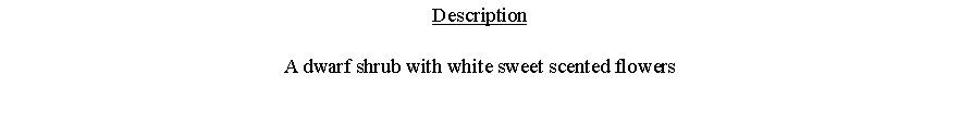 Text Box: DescriptionA dwarf shrub with white sweet scented flowers 
