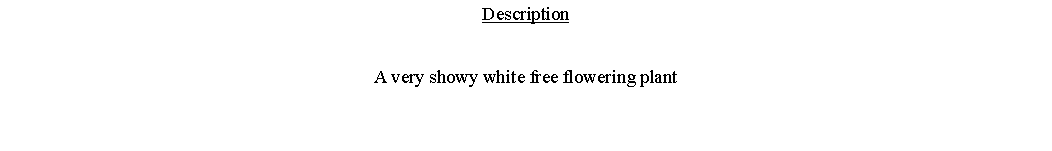 Text Box: DescriptionA very showy white free flowering plant 