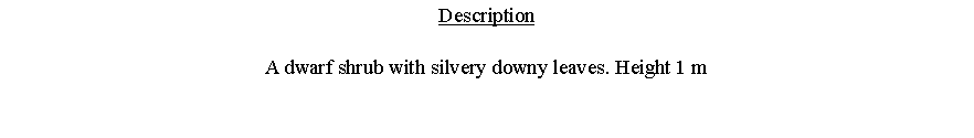 Text Box: DescriptionA dwarf shrub with silvery downy leaves. Height 1 m 