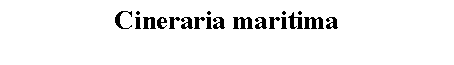 Text Box: Cineraria maritima 