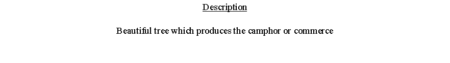 Text Box: DescriptionBeautiful tree which produces the camphor or commerce 
