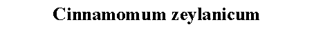 Text Box: Cinnamomum zeylanicum 