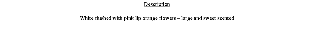 Text Box: DescriptionWhite flushed with pink lip orange flowers – large and sweet scented 