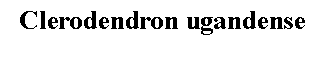 Text Box: Clerodendron ugandense 
