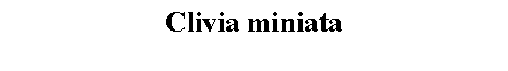 Text Box: Clivia miniata 