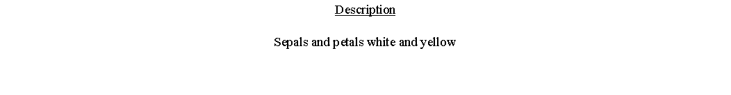 Text Box: DescriptionSepals and petals white and yellow 